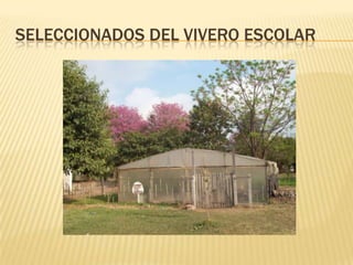 seleccionados del vivero escolar 