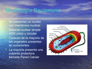 Morfología Bacteriana
• No presentar un nucleo
    con membrana nuclear
•   Material nuclear simple
    ADN unico y circular
•   Carecen de la mayoria de
    los organelos presentes
    en eucariontes.
•   La mayoria presenta una
    cubierta protectora
    llamada Pared Celular
 