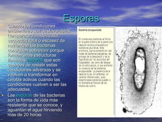 Esporas
• Cuando las condiciones
  ambientales son desfavorables
  (temperatura inadecuada,
  sequedad total o escasez de
  nutrientes) las bacterias
  consiguen sobrevivir porque
  forman unas estructuras
  llamadas esporas que son
  capaces de resistir estas
  condiciones adversas y se
  vuelven a transformar en
  células activas cuando las
  condiciones vuelven a ser las
  adecuadas.
• Las esporas de las bacterias
  son la forma de vida más
  resistente que se conoce, y
  aguantan el agua hirviendo
  más de 20 horas.
 