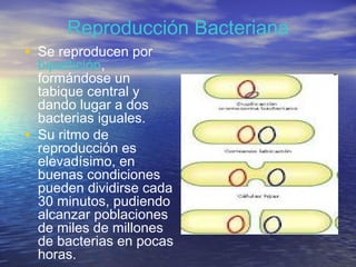 Reproducción Bacteriana
• Se reproducen por
    bipartición,
    formándose un
    tabique central y
    dando lugar a dos
    bacterias iguales.
•   Su ritmo de
    reproducción es
    elevadísimo, en
    buenas condiciones
    pueden dividirse cada
    30 minutos, pudiendo
    alcanzar poblaciones
    de miles de millones
    de bacterias en pocas
    horas.
 