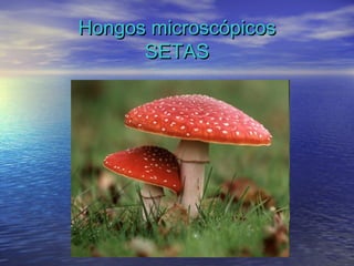 Hongos microscópicos
      SETAS
 
