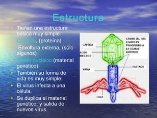 Estructura
• Tienen una estructura
    básica muy simple:
•   Cápsida, (proteína)
•    Envoltura externa, (sólo
    algunos)
•    Ácido nucléico (material
    genético)
•   También su forma de
    vida es muy simple:
•   El virus infecta a una
    célula.
•   Se duplica el material
    genético, y salida de
    nuevos virus.
 