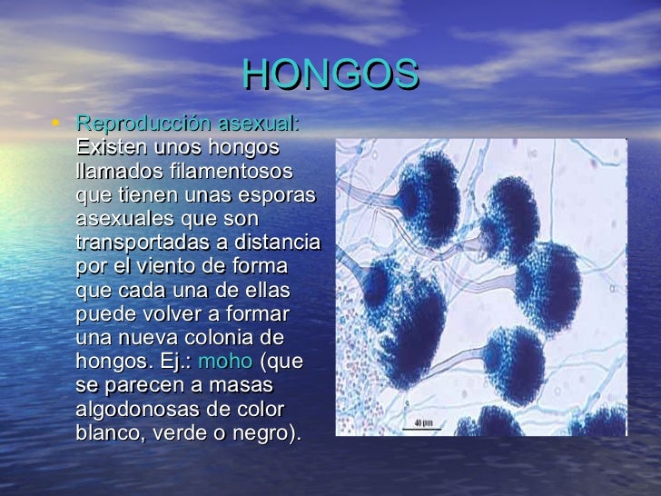 De las lombrices al niño 2 años pirantel