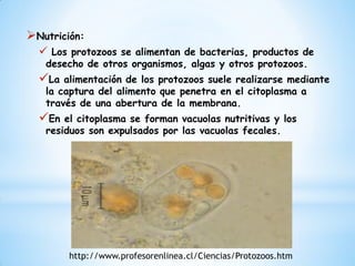 Nutrición:
   Los protozoos se alimentan de bacterias, productos de
   desecho de otros organismos, algas y otros protoz...