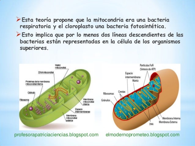 Los microorganismos