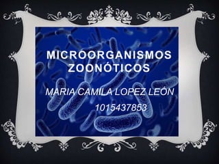 MICROORGANISMOS
ZOONÓTICOS
MARIA CAMILA LOPEZ LEÓN
1015437853
 