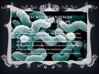 MICROORGANISMOS
ZOONÓTICOS
Los microorganismos son virus muy pequeños, más pequeños
que las bacterias. Éstos necesitan de las células de los seres vivos
para poder vivir y multiplicarse, por la tanto suelen encontrarse
dentro de ellas. Sin embargo, son capaces de existir dentro o fuera
de ellas también. Algunos son más resistentes a diversas
condiciones de temperatura y humedad, y otros más susceptibles.