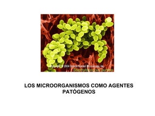 LOS MICROORGANISMOS COMO AGENTES
PATÓGENOS
Staphylococcus aureus
 
