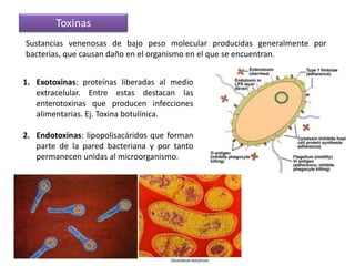 Penetración Una vez adherido, el microorganismo puede liberar toxinas o penetrar en el tejido y diseminarse por distintas zonas.