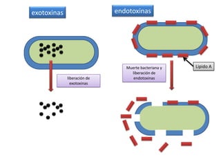 ToxinasSustancias venenosas de bajo peso molecular producidas generalmente por bacterias, que causan daño en el organismo en el que se encuentran. Exotoxinas: proteínas liberadas al medio extracelular. Entre estas destacan las enterotoxinas que producen infecciones alimentarias. Ej. Toxina botulínica. Endotoxinas: lipopolisacáridos que forman parte de la pared bacteriana y por tanto permanecen unidas al microorganismo. 