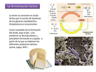 CigomicosisEnfermedades infecciosas por protozoosLeishmaniosis 