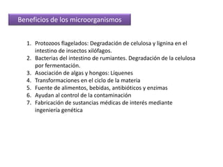 Beneficios de los microorganismosProtozoos flagelados: Degradación de celulosa y lignina en el intestino de insectos xilófagos.Bacterias del intestino de rumiantes. Degradación de la celulosa por fermentación.Asociación de algas y hongos: LíquenesTransformaciones en el ciclo de la materiaFuente de alimentos, bebidas, antibióticos y enzimasAyudan al control de la contaminaciónFabricación de sustancias médicas de interés mediante ingeniería genética