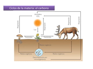 Ciclos de la materia: el carbono