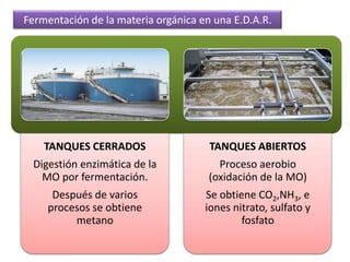 Producción de cervezaSe obtiene a partir de la fermentación de granos germinados de cereales (cebada, arroz o maíz. Esto es lo que se llama malteado (se generan amilasas que convierten el almidón en glucosa).