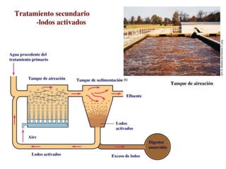 Producción de panSe obtiene de la fermentación de una masa formada por harina de cereales, agua, sal y levaduras.Una vez fermentada, la masa se mete en un hornoEl CO2 queda atrapado en la masa cocida, formando las burbujas que se ven en la miga del pan. El etanol formado, se volatiliza en la cocción. 