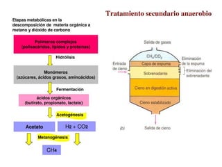 La fermentación lácticaLa leche se convierte en ácido láctico por la acción de bacterias de los géneros Lactobacillus, Streptococcus o Leuconostoc.Como resultado de la formación del ácido, baja el pH,  y las proteínas se desnaturalizan y precipitan formando la cuajada,  a partir de la que se elaboran los diferentes productos lácteos: queso, yogur, kefir…