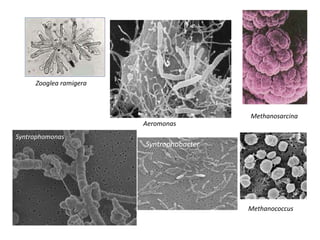 Producción de quesoLa cuajada sufre una nueva fermentación a cargo de bacterias y hongos que hidrolizan las proteínas hasta dar primero aminoácidos y luego aminas, ácidos grasos y amoniaco.Producción de mantequillaLos Streptococcus de la leche la agrian, generando la nata, a partir de la cual se genera la mantequillaProducción de yogurLa fermentación de la lactosa (el azúcar de la leche) en ácido láctico mediante bacterias. El incremento de ácidez evita la proliferación de bacterias patógenas