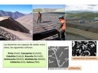 Se generan en medios baratos y en condiciones aerobias.Tipos de enzimas:Proteasas: Industria limpieza (detergentes)Amilasas y glucoamilasas: Fabricación de edulcorantes para la industria alimentaria y tratamientos anticancerosos (dihidrofolatoreductasa).