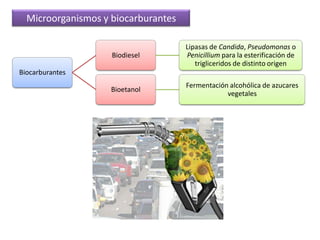 Identificación y aislamiento de GENES TERAPÉUTICOSObtención de ORGANISMOS TRANSGÉNICOSimplicaparaIngeniería genética microbianaConsiste en introducir genes de interés en bacterias, cultivarlas a gran escala, obtener la proteína correspondiente y purificarla. También se pueden obtener de esta forma organismos transgénicos.Ingeniería genéticaExtración del ARNmProducción de medicamentosTraducción y obtención de la proteínaConseguir órganos para trasplanteEstudio de la posible solución terapéutica