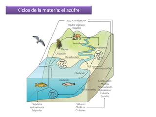 Ciclos de la materia: el azufre