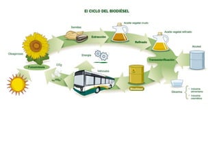 En los procesos de biorremediación se necesita la adición de fertilizantes (N, P, Fe) que equilibren el exceso de carbono aportado al medio por el petróleo, facilitando su degradación por la microbiotapetroleolítica. Dicha microbiota puede limitarse a la que coloniza espontáneamente el espacio afectado, o reforzarse con siembras procedentes de cultivos masivos preparados ad hoc con recursos muy simples. A su vez, el refuerzo puede contener únicamente especies autóctonas o incluir alóctonas que cumplan las siguientes restricciones: no modificadas genéticamenteno fotosintéticasno parásitasno productoras de esporas u otras formas de resistencia.