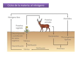 Ciclos de la materia: el nitrógeno