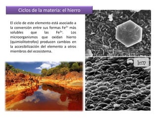 Ciclos de la materia: el hierroEl ciclo de este elemento está asociado a la conversión entre sus formas Fe2+ más solubles que las Fe3+. Los microorganismos que oxidan hierro (quimiolitotrofos) producen cambios en la accesibilización del elemento a otros miembros del ecosistema.