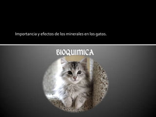 Importancia y efectos de los minerales en los gatos.

 