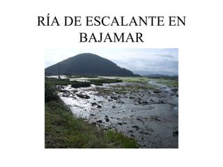 RÍA DE ESCALANTE EN
      BAJAMAR
 