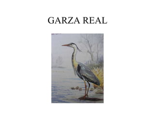 GARZA REAL
 