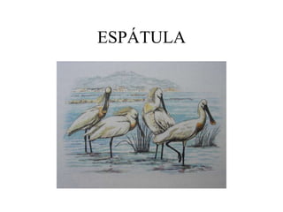 ESPÁTULA
 