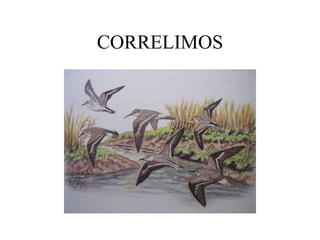 CORRELIMOS
 