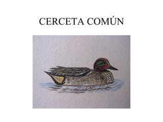CERCETA COMÚN
 
