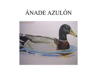 ÁNADE AZULÓN
 