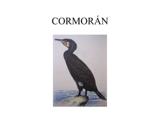 CORMORÁN
 