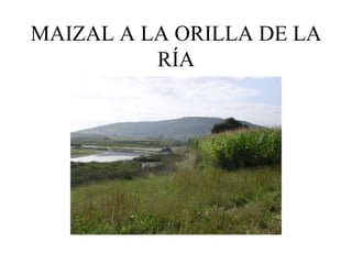MAIZAL A LA ORILLA DE LA
          RÍA
 