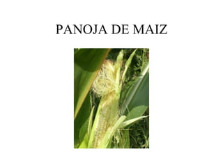 PANOJA DE MAIZ
 