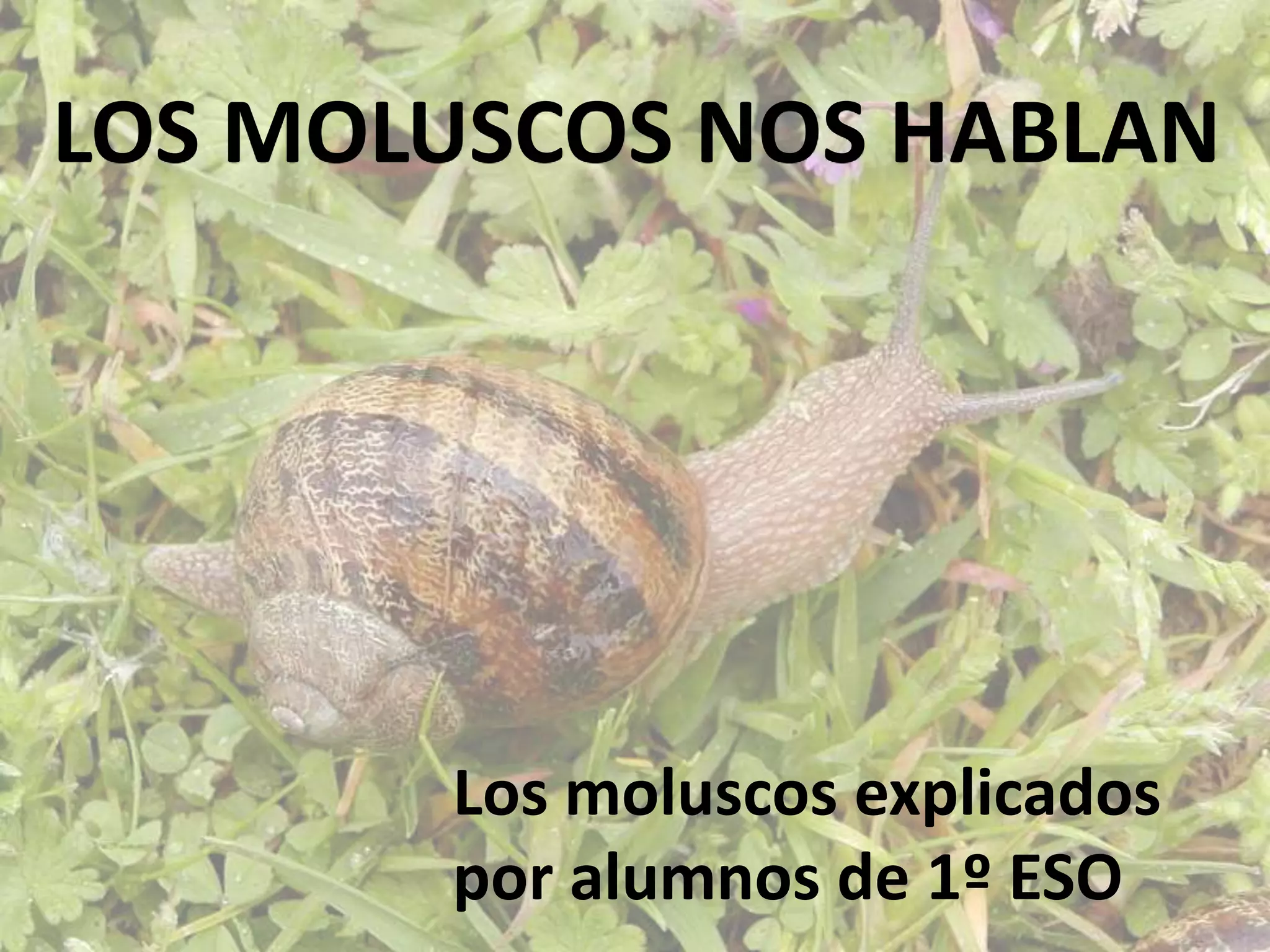 LOS MOLUSCOS NOS HABLAN
Los moluscos explicados
por alumnos de 1º ESO