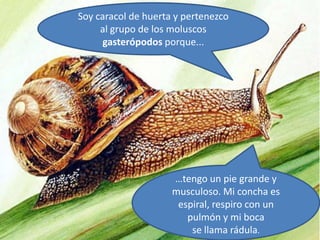 Soy caracol de huerta y pertenezco
al grupo de los moluscos
gasterópodos porque...
…tengo un pie grande y
musculoso. Mi concha es
espiral, respiro con un
pulmón y mi boca
se llama rádula.