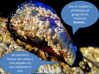 Soy un mejillón y
pertenezco al
grupo de los
moluscos
bivalvos…
Mi concha la
formas dos valvas y
vivo pegado a la
roca mediante el
biso