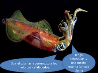 Tengo
tentáculos y
Soy el calamar y pertenezco a los una concha
moluscos cefalópodos. interna llamada
pluma