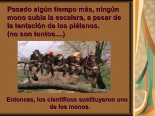Pasado algún tiempo más, ningún mono subía la escalera, a pesar de la tentación de los plátanos. (no son tontos....) Entonces, los científicos sustituyeron uno de los monos. 