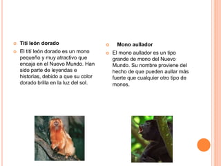  Titi león dorado
 El tití león dorado es un mono
pequeño y muy atractivo que
encaja en el Nuevo Mundo. Han
sido parte de leyendas e
historias, debido a que su color
dorado brilla en la luz del sol.
 Mono aullador
 El mono aullador es un tipo
grande de mono del Nuevo
Mundo. Su nombre proviene del
hecho de que pueden aullar más
fuerte que cualquier otro tipo de
monos.
 