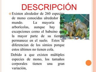 DESCRIPCIÓN
 Existen alrededor de 260 especies
de mono conocidas alrededor del
mundo. La mayoría son
arborícolas, aunque hay sus
excepciones como el babuino que
la mayor parte de su tiempo
permanece en el suelo. Estos se
diferencian de los simios porque
estos últimos no tienen cola.
Debido a que existen múltiples
especies de mono, los tamaños
corporales tienen una gran
variación,
 