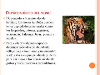 DEPREDADORES DEL MONO
 De acuerdo a la región donde
habitan, los monos también pueden
tener depredadores naturales como
los leopardos, pitones, jaguares,
anacondas, halcones, boas, pumas y
águilas.
 Para evitarlos algunas especies
duermen rodeados de abundante
follaje para camuflarse y un miembro
suele estar siempre pendiente y alerta
para dar aviso a los demás mediante
gritos y vocalizaciones escandalosas.
 