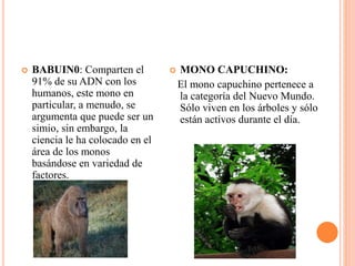  BABUIN0: Comparten el
91% de su ADN con los
humanos, este mono en
particular, a menudo, se
argumenta que puede ser un
simio, sin embargo, la
ciencia le ha colocado en el
área de los monos
basándose en variedad de
factores.
 MONO CAPUCHINO:
El mono capuchino pertenece a
la categoría del Nuevo Mundo.
Sólo viven en los árboles y sólo
están activos durante el día.
 