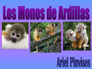Los Monos de Ardillas Ariel Pinvises 