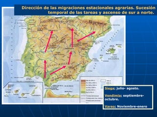 Dirección de las migraciones estacionales agrarias. Sucesión temporal de las tareas y ascenso de sur a norte.  Siega :  julio- agosto. Vendimia :  septiembre-octubre. Vareo :   Noviembre-enero 