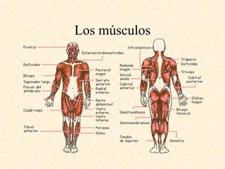 Los músculos
 