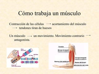 Contracción de las células acortamiento del músculo
tendones tiran de huesos
Un músculo un movimiento. Movimiento contrario
antagonista.
Cómo trabaja un músculo
 